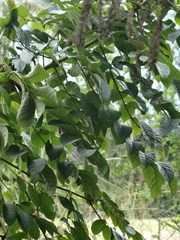 Piscidia carthagenensis