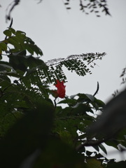 Piscidia carthagenensis