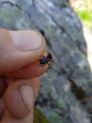 Camponotus vagus