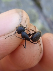 Camponotus vagus