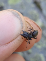 Camponotus vagus