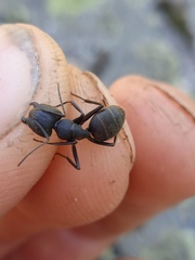 Camponotus vagus