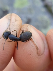 Camponotus vagus