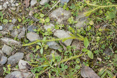 Lycopodiaceae