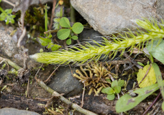 Lycopodiaceae