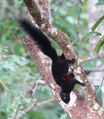 Callosciurus prevostii