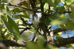 Setophaga nigrescens