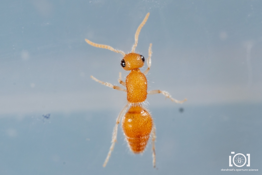 Photomorphus archboldi