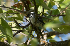 Setophaga nigrescens