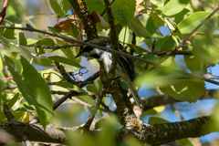 Setophaga nigrescens