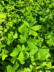 Oxalis pes-caprae