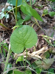 Viola collina