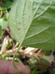 Viola collina