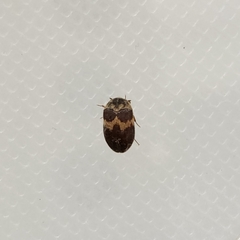 Attagenus fasciatus