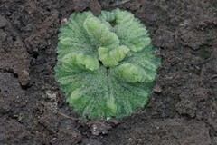 Riccia