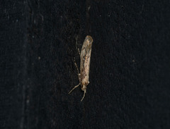 Atomotricha