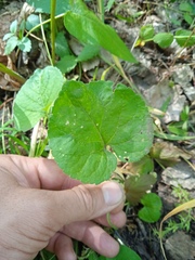 Viola collina
