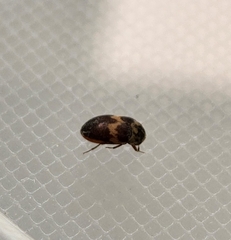 Attagenus fasciatus