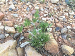 Scleropogoninae
