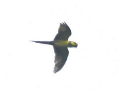 Ognorhynchus icterotis