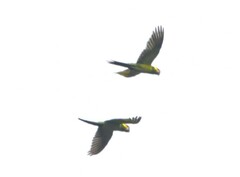 Ognorhynchus icterotis