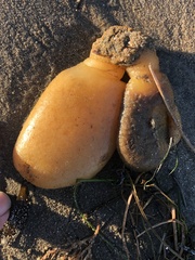 Aplidium californicum