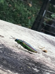 Chrysochroa fulgidissima
