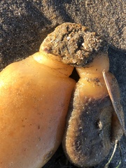 Aplidium californicum