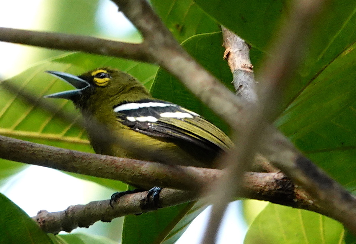 Green Iora