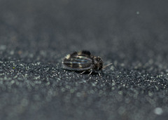 Psychodinae