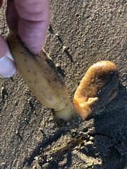 Aplidium californicum