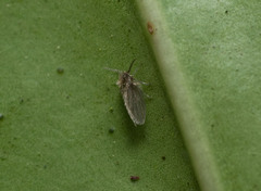 Psychodinae