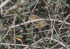 Phylloscopus humei