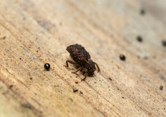 Coleoptera
