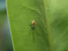 Araneomorphae