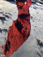 Chondracanthus exasperatus