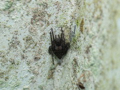 Socca pustulosa