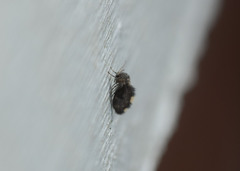 Psychodinae