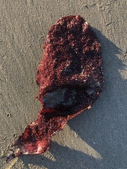 Chondracanthus exasperatus