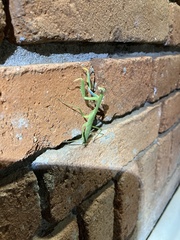 Polyspilota aeruginosa
