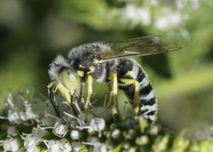 Bembix