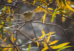 Phylloscopus humei