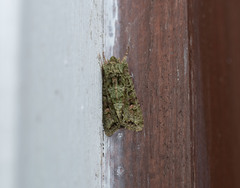 Ichneutica plena