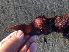 Chondracanthus exasperatus