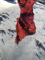 Chondracanthus exasperatus