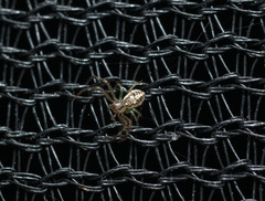 Diaea ambara