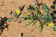 Sisymbrium erysimoides