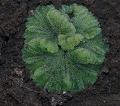 Riccia