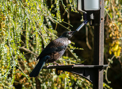 Prosthemadera novaeseelandiae novaeseelandiae