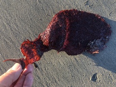 Chondracanthus exasperatus